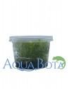 Tonina fluviatilis - In Vitro Cup  - 1