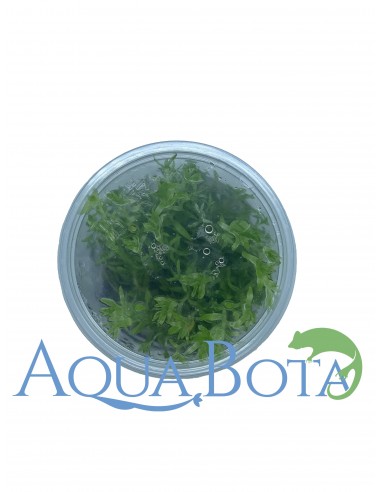 Tonina fluviatilis - In Vitro Cup  - 2