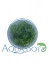 Tonina fluviatilis - In Vitro Cup  - 2