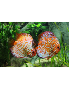 Lot de plantes - Spécial Discus  - 1