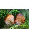 Lot de plantes - Spécial Discus  - 1