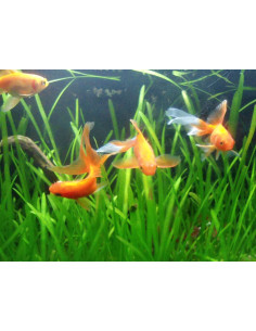 Lot de plantes - Spécial Poisson rouge  - 1