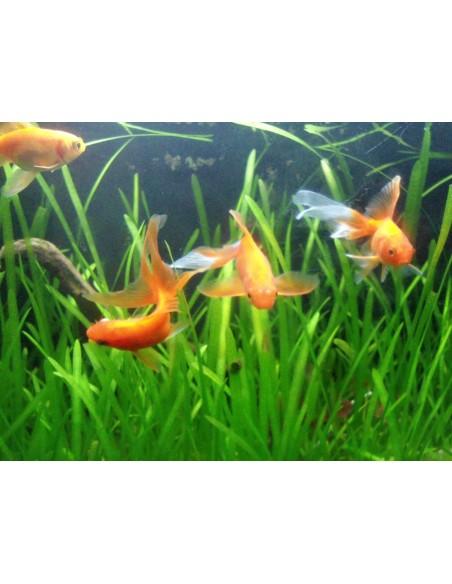 Set van planten - Speciale Goudvis  - 1
