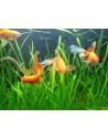 Lot de plantes - Spécial Poisson rouge  - 1