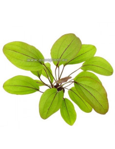Echinodorus Devils Eye  - 1