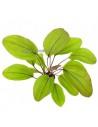 Echinodorus Devils Eye  - 1