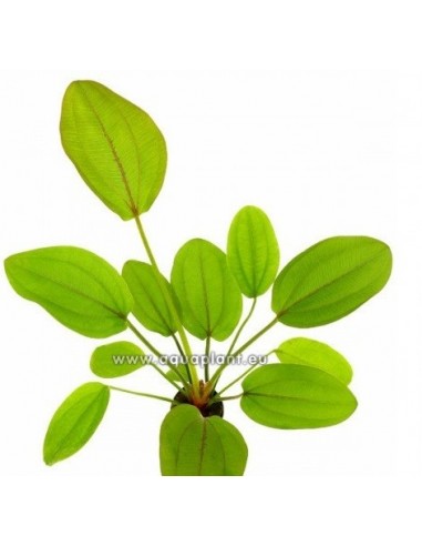 Echinodorus cordifolius red  - 1