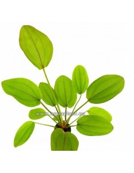 Echinodorus cordifolius red  - 1