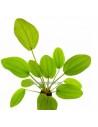 Echinodorus cordifolius red  - 1