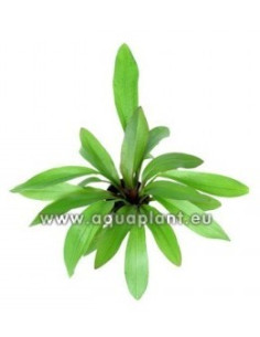 Echinodorus 'Rubin'  - 1