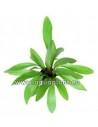 Echinodorus 'Rubin'  - 1