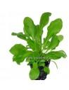 Samolus valerendi  - 1