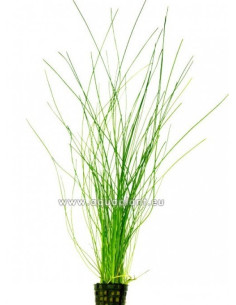 Eleocharis species  - 1