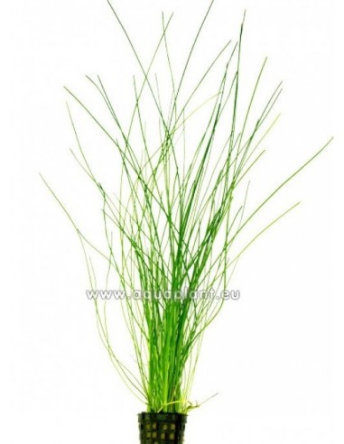 Eleocharis species  - 1