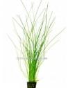 Eleocharis species  - 1