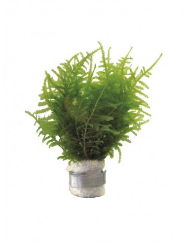 Taxiphyllum barbieri (Anciennement: Vesicularia dubyana)  - 1