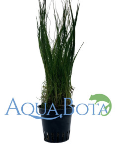 Eleocharis parvula  - 1
