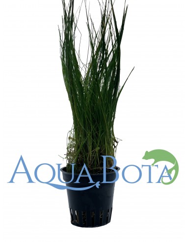 Eleocharis parvula  - 1
