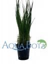 Eleocharis parvula  - 1