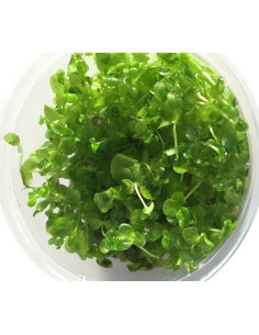 Micranthemum micranthemoides - In Vitro Cup  - 1