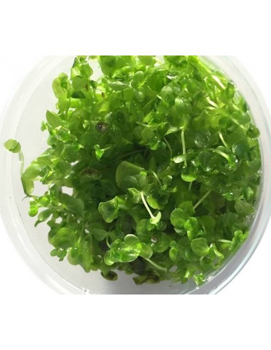 Micranthemum umbrosum - In Vitro Cup  - 1