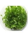 Micranthemum umbrosum - In Vitro Cup  - 1