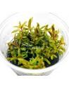 Nesaea pedicellata 'Golden' - In Vitro Cup  - 1