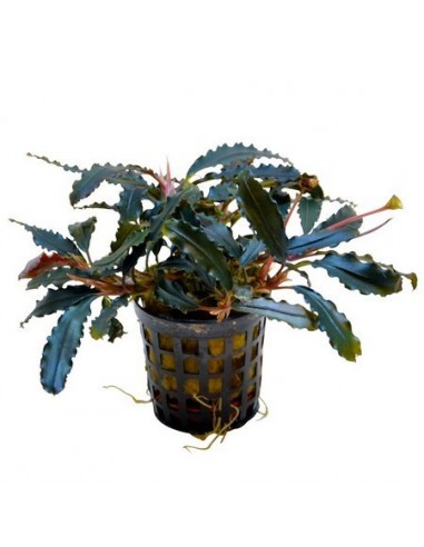 Bucephalandra Bilbis Pot  - 1