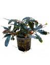 Bucephalandra Bilbis Pot  - 1