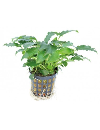 Schismatoglottis Prietoi 5 cm  - 1