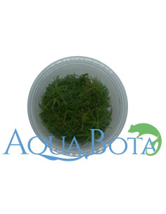 Pogostemon erectus (deccanensis) - In Vitro Cup  - 2
