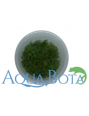 Pogostemon erectus (deccanensis) - In Vitro Cup  - 2