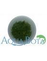 Pogostemon erectus (deccanensis) - In Vitro Cup  - 2