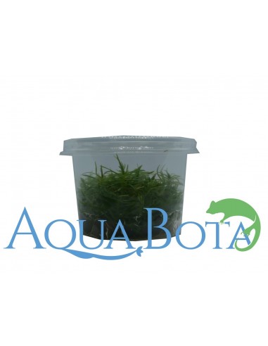 Pogostemon erectus (deccanensis) - In Vitro Cup  - 3