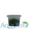 Pogostemon erectus (deccanensis) - In Vitro Cup  - 3