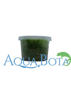 Pogostemon helferi - In Vitro Cup  - 1