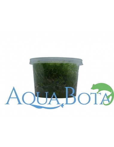 Pogostemon helferi - In Vitro Cup  - 1
