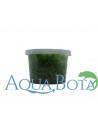 Pogostemon helferi - In Vitro Cup  - 1