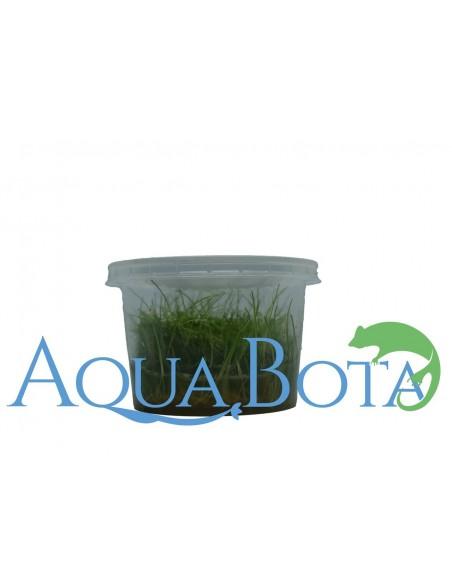 Eleocharis parvula - In Vitro Cup  - 2