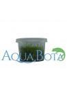 Eleocharis parvula - In Vitro Cup  - 2