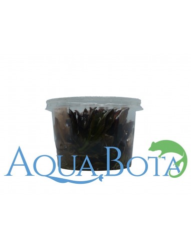 Echinodorus 'Little Mystery' - In Vitro Cup  - 1