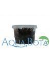 Echinodorus 'Little Mystery' - In Vitro Cup  - 1
