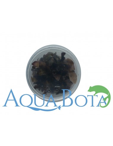 Echinodorus 'Little Mystery' - In Vitro Cup  - 2
