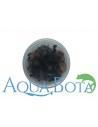 Echinodorus 'Little Mystery' - In Vitro Cup  - 2