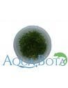 Glossostigma Elatinoides - In Vitro Cup  - 1