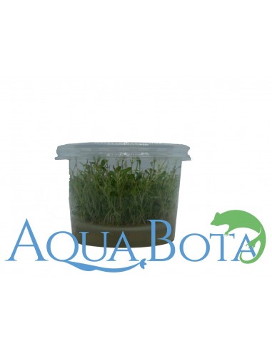 Glossostigma Elatinoides - In Vitro Cup  - 2