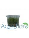 Glossostigma Elatinoides - In Vitro Cup  - 2