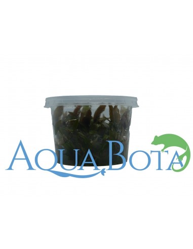 Cryptocoryne usteriana - In Vitro Cup dennerle plant Dennerle plants - 1