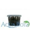 Cryptocoryne usteriana - In Vitro Cup dennerle plant Dennerle plants - 1