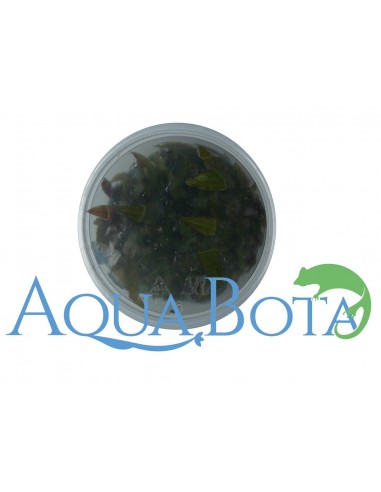 Cryptocoryne usteriana - In Vitro Cup dennerle plant Dennerle plants - 2